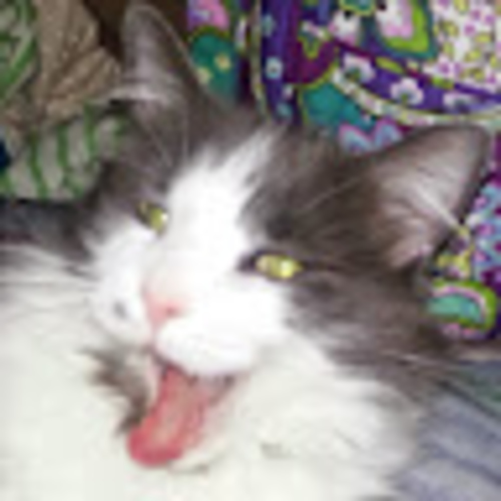 Meet your Posher, Crazy cat lady